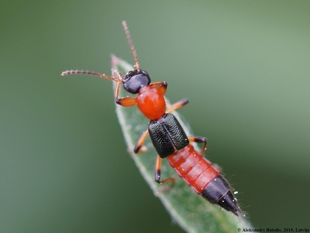 Article : Saison sèche de retour, « Ekonda (ou Paederus)  » aussi